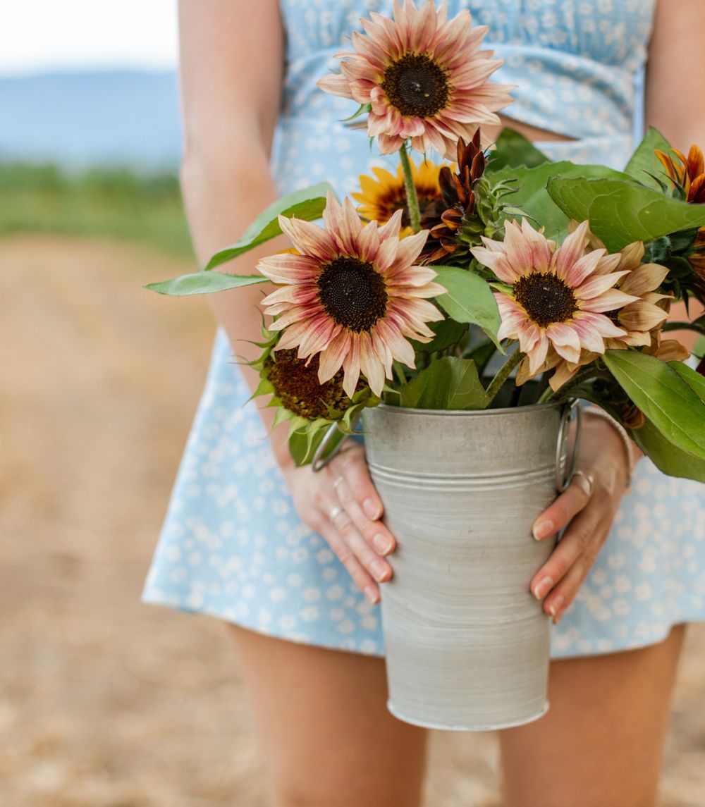 Bloom Sunflower Festival